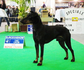 The Eurodog Show - Belgium